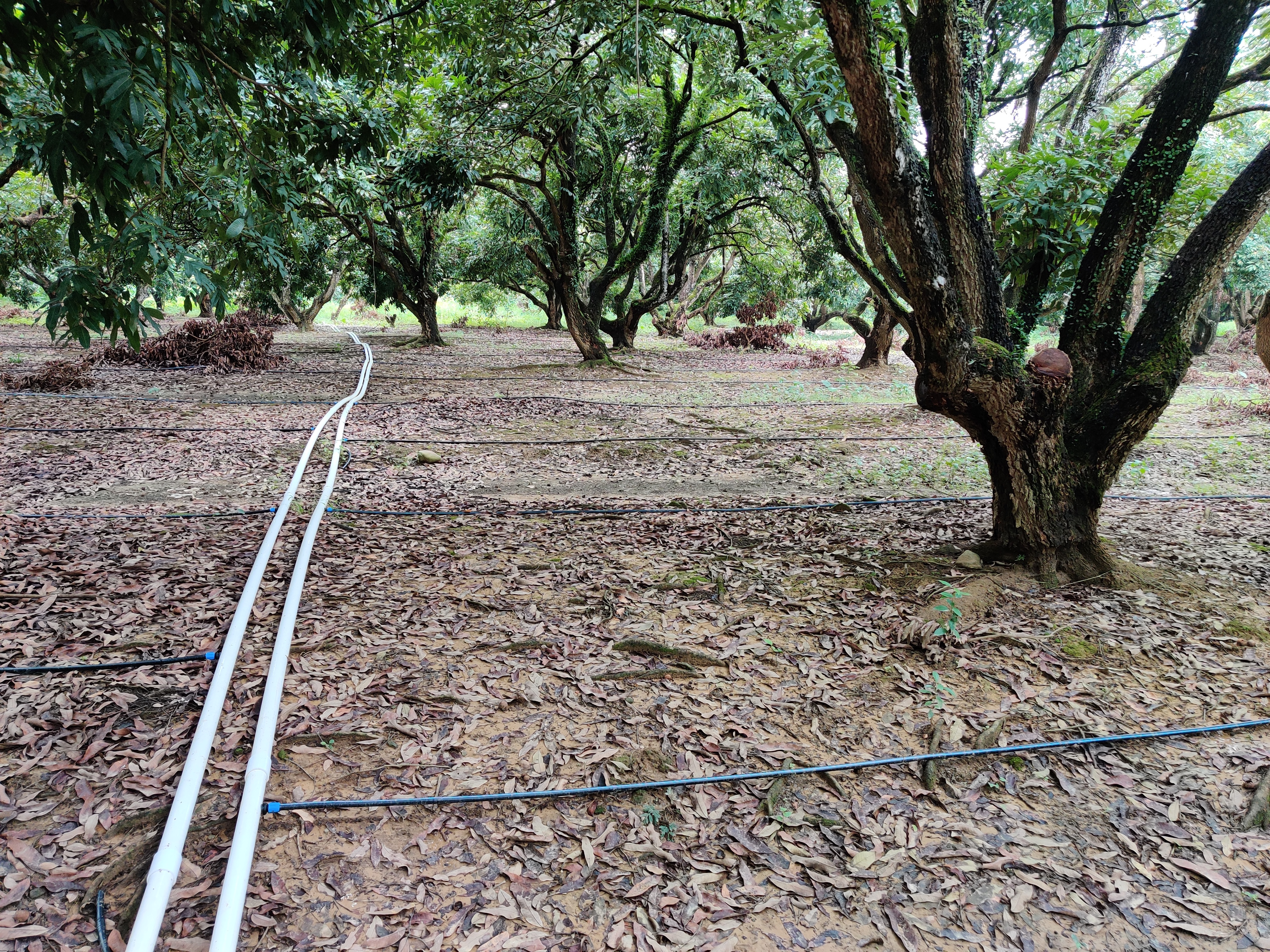 惠州博羅荔枝龍眼基地