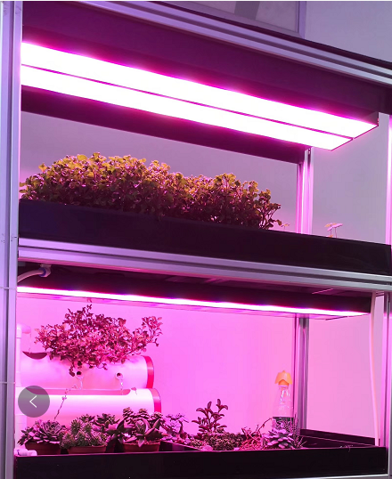 给植物一间阳光房----LED生长灯