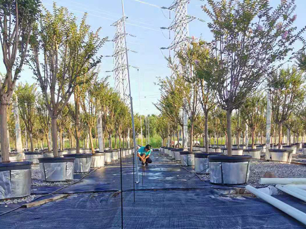 工程案例丨南沙苗圃基地